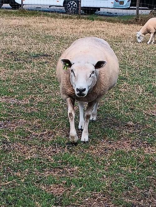 Lief mak schaap zoekt fijne wei, Dieren en Toebehoren, Schapen, Geiten en Varkens, Schaap, Vrouwelijk, 3 tot 5 jaar