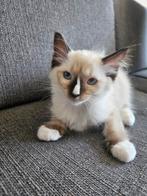 Ragdoll poes kitten, Poes, Ontwormd