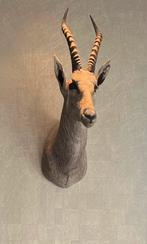Opgezette Antilope - Hertenkop - Beige/Goud/Taupe, Ophalen of Verzenden