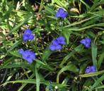 Tradescantia eendagsbloem, vaste plant, Vaste plant, Halfschaduw, Zomer, Ophalen