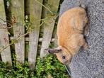 Lotharingerdwerg voedster, Vrouwelijk, Dwerg, 0 tot 2 jaar