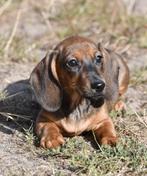 Lieve Mooie Schattige Teckel Puppys Beschikbaar, Dieren en Toebehoren, Reu, CDV (hondenziekte), 8 tot 15 weken, Korthaar