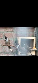 Buulbuul roodoor vogels, Dieren en Toebehoren, Mannelijk, Overige soorten