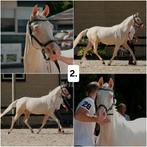 Unieke cremello en palomino merrie., Dieren en Toebehoren, Pony's, Merrie, Gechipt, Dressuurpony, 0 tot 2 jaar