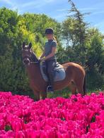 Lieve D pony, Dieren en Toebehoren, Pony's, Merrie, B, Gechipt, 11 jaar of ouder