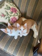 Lieve kitten, Dieren en Toebehoren, Katten en Kittens | Overige Katten, Meerdere dieren, Kortharig, 0 tot 2 jaar