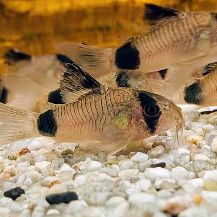 Corydoras panda, Dieren en Toebehoren, Vissen | Aquariumvissen
