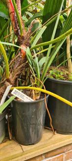 Sabal antillensis, Tuin en Terras, Ophalen of Verzenden, Zomer, Overige soorten, Volle zon