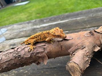 1.1 bewezen koppel super dalmatier wimpergekko's beschikbaar voor biedingen