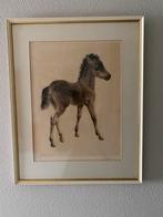 Kurt Meyer-Eberhardt. Shetland veulen., Antiek en Kunst, Ophalen of Verzenden