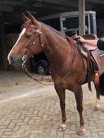 Quarter horse merrie 8 jaar, Dieren en Toebehoren, Merrie, Recreatiepaard, Ontwormd, 7 tot 10 jaar