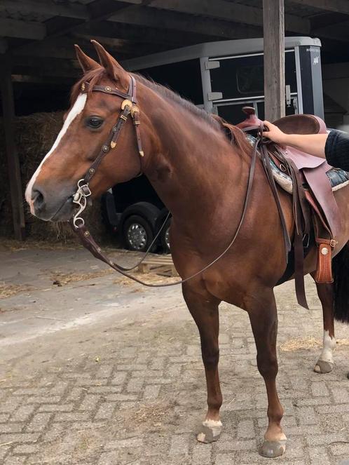 Quarter horse merrie 8 jaar, Dieren en Toebehoren, Paarden, Merrie, 7 tot 10 jaar, Recreatiepaard, Ontwormd