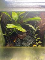 Terrarium met gifkikkers, Ophalen, Zo goed als nieuw, Terrarium of Paludarium