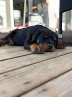 Rottweiler pup, Dieren en Toebehoren, Parvo, Reu, 8 tot 15 weken, Eén hond