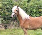 3 jarige sport haflinger, Dieren en Toebehoren, Paarden, Ruin, 3 tot 6 jaar
