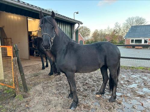 Aansprekende 2 jarige Friese merrie van Stendert, Dieren en Toebehoren, Paarden, Merrie, 0 tot 2 jaar