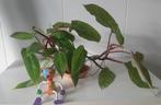 Philodendron, erg mooie, Groene kamerplant, Ophalen, Overige soorten, Minder dan 100 cm