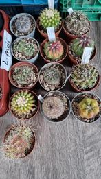 CACTUS DIV MOOIE SOORTEN PLANTEN, Ophalen of Verzenden, Cactus, Volle zon, Minder dan 100 cm