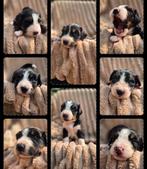 Berner sennen x stabij pup, 8 tot 15 weken, Meerdere, Meerdere dieren, Middel