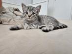 Scottish Fold cat., Dieren en Toebehoren, Katten en Kittens | Raskatten | Korthaar, Poes