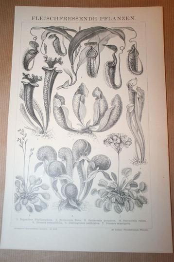Antieke prent - Vleesetende planten - Circa 1885 !! beschikbaar voor biedingen