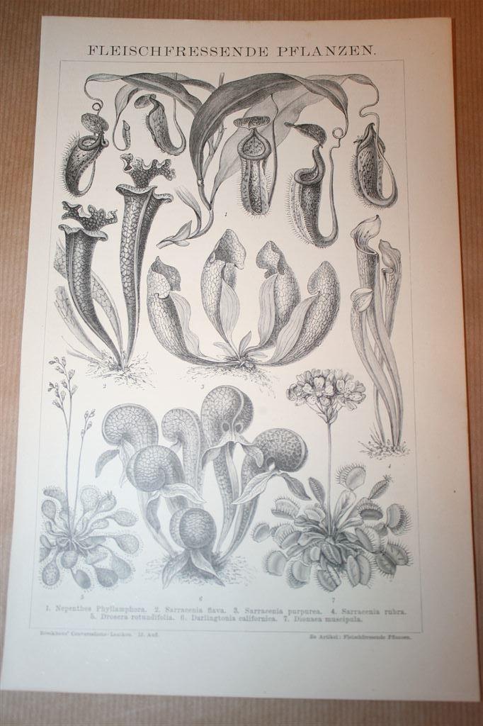 Antieke prent - Vleesetende planten - Circa 1885 !!, Verzamelen, Foto's en Prenten, Gebruikt, Overige onderwerpen, Voor 1940, Ophalen of Verzenden