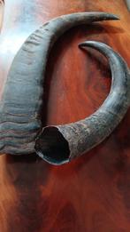 Prachtige Horens van een waterbuffel in  goede staat., Ophalen of Verzenden