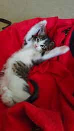 Kittens, Dieren en Toebehoren, Katten en Kittens | Dekkaters, 0 tot 2 jaar