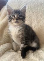 Maine coon kittens met stamboom, Meerdere dieren, Met stamboom