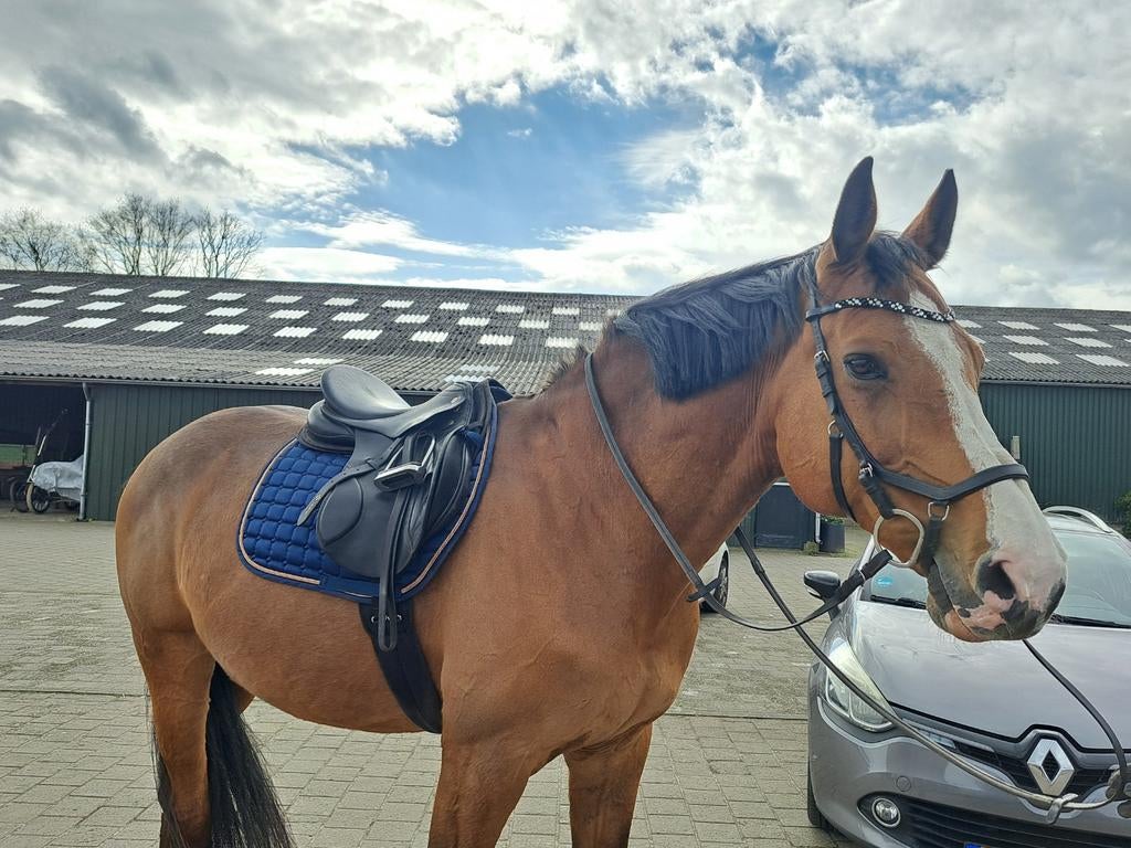 Grote recreatieruin (ca 1,75), dol op het bos (nieuwe info), Dieren en Toebehoren, Paarden, Ruin, B, 175 cm of meer, 11 jaar of ouder