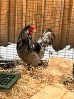 Blauwlegger jonge haan, Dieren en Toebehoren, Pluimvee, Mannelijk, Kip