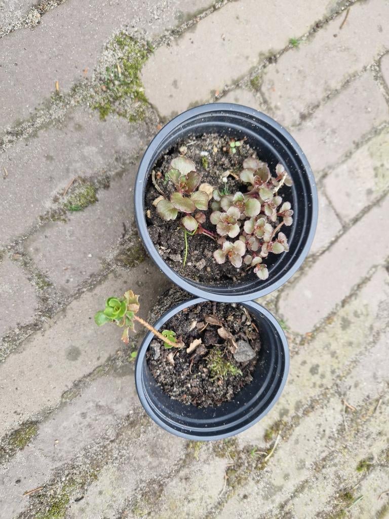 Sedum, Huis en Inrichting, Kamerplanten, Ophalen, Halfschaduw, Minder dan 100 cm