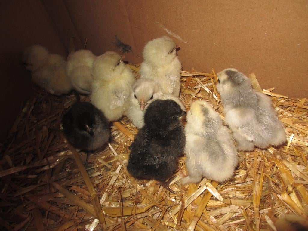 kuikentjes van Belgische baardkrielen, Dieren en Toebehoren, Geslacht onbekend, Kip