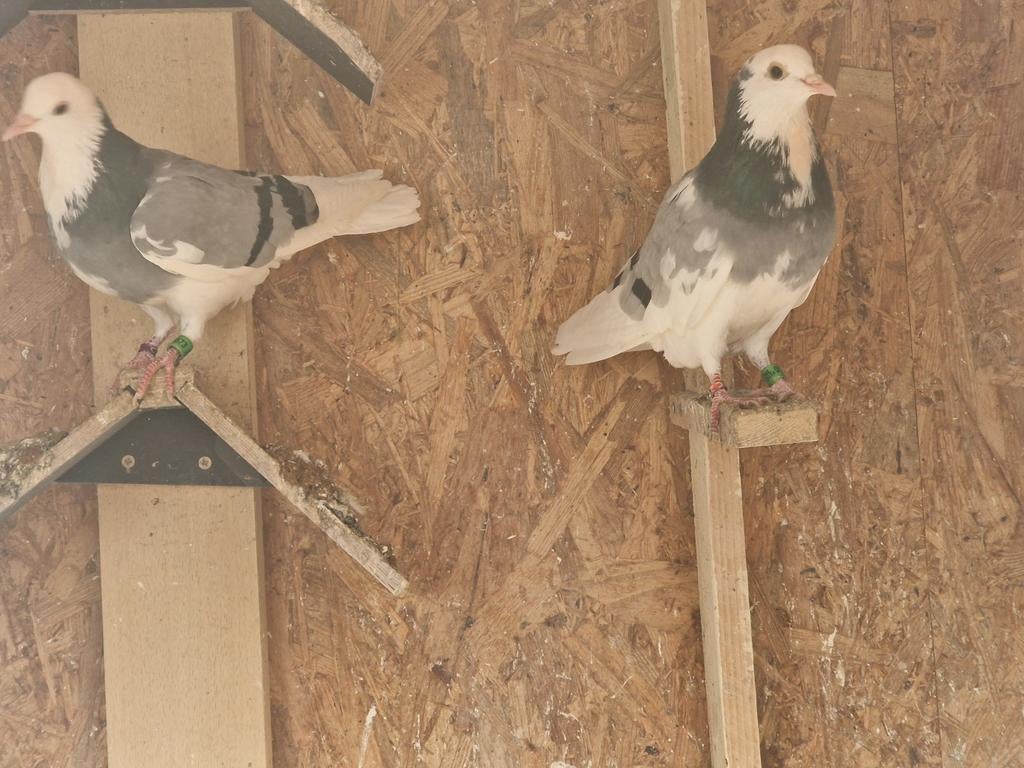 Tipplers, Dieren en Toebehoren, Vogels | Duiven, Mannelijk