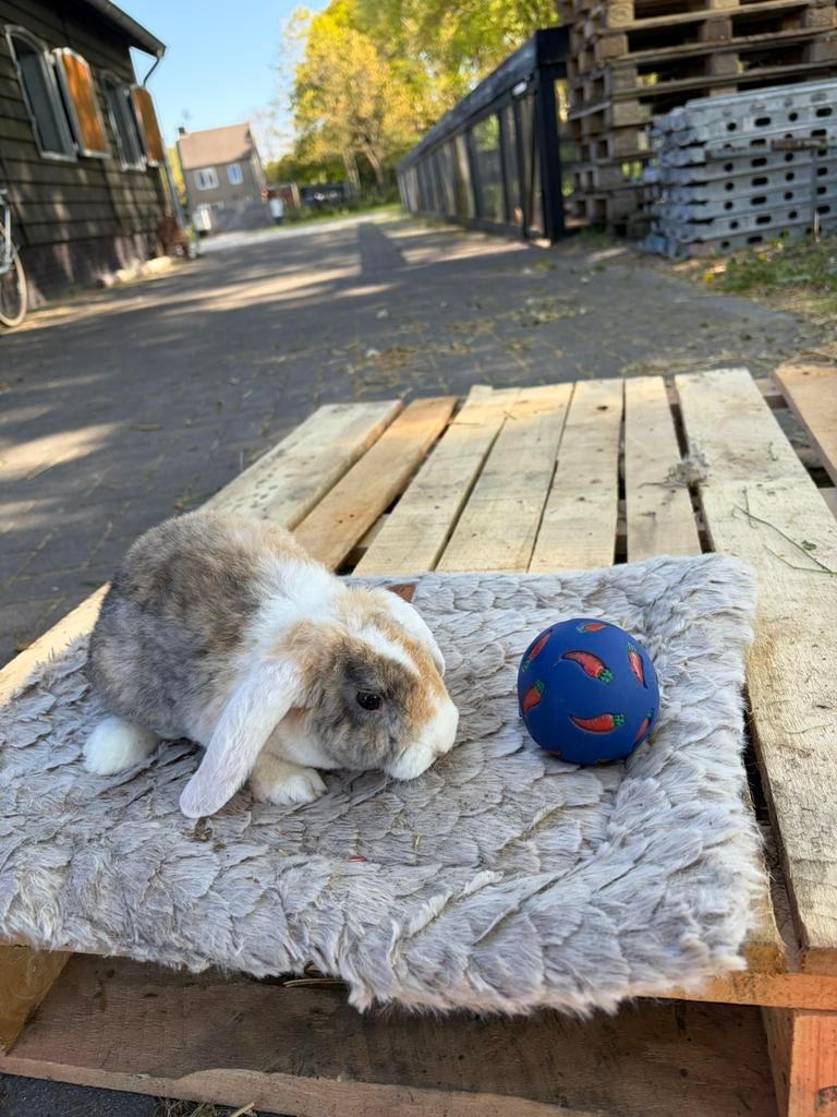 Super lief rex dwerg hangoor konijntje, Dieren en Toebehoren, Konijnen, Mannelijk, Dwerg, Hangoor, 0 tot 2 jaar