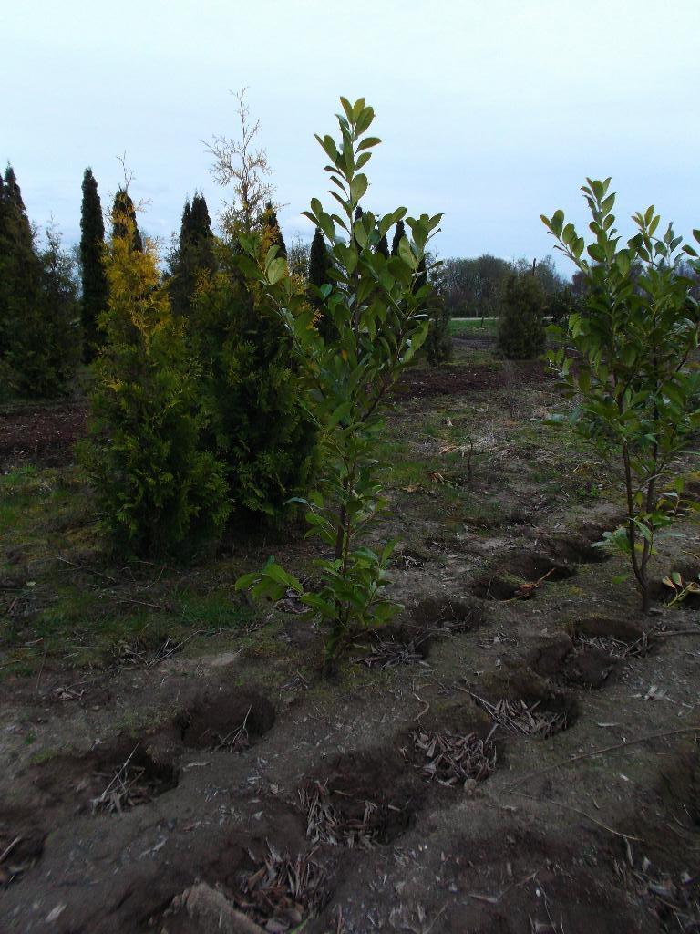 TE KOOP Prunus Rotundifolia laurier, Ophalen, Laurier, Haag, 100 tot 250 cm