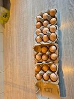 Broedeitjes zijdehoenders, Dieren en Toebehoren, Pluimvee, Meerdere dieren, Kip