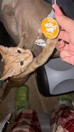 Kittens van 2 verschillende nestjes (2 moeders zwanger), Meerdere dieren