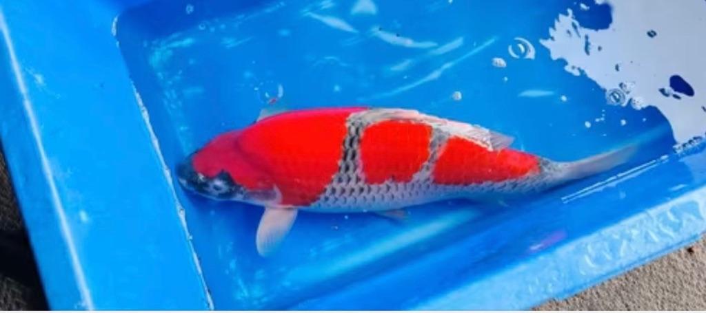 Omosako ginrin shiro en kanno goshiki, Dieren en Toebehoren, Vissen | Vijvervissen, Karper of Koi