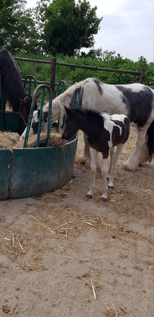 Gezocht SUPER SUPER braaf paard