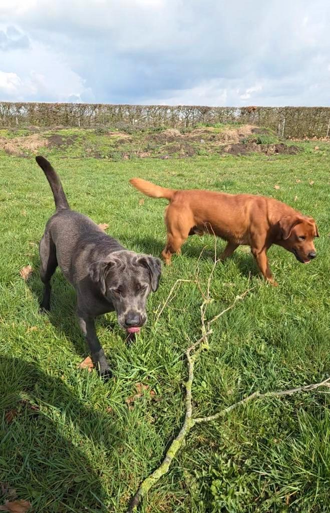 Herplaatsing 2 labrador maatjes, Dieren en Toebehoren, Honden | Retrievers, Spaniëls en Waterhonden, Reu, Labrador retriever, Particulier