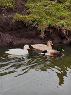 Kwakers gezocht, Vrouwelijk, Eend