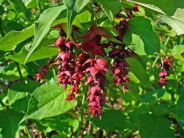 Mooie Grote Fazantenbes Stekken - Leycesteria formosa, Overige soorten, Volle zon, Vaste plant, Ophalen of Verzenden