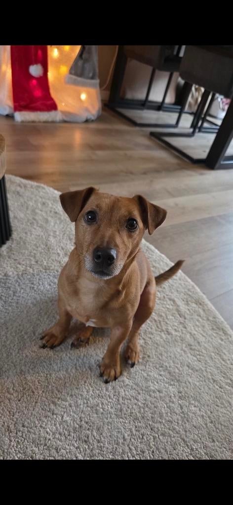 Jack russel Sky, Dieren en Toebehoren, Honden | Jack Russells en Terriërs, Jack Russell Terriër, Reu, Eén hond, 3 tot 5 jaar