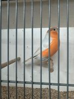 Mooie bruinpastel goudvink man 2024, Mannelijk, Wildzangvogel