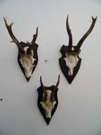 3 ree geweien (16) samen voor 25 euro, Ophalen of Verzenden, Gebruikt, Wild dier, Gewei of Kop