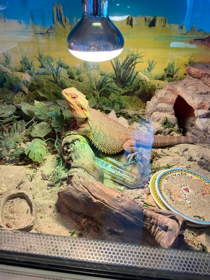 Baardagaam met terraium Bearded Dragon - male for sale from frische1