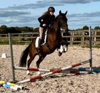 Meerdere oaarden/ponys, Met stamboom, Niet van toepassing, Dressuurpaard, 3 tot 6 jaar