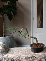 Pinus Sylvestris Bonsai, Bloeit niet, Halfschaduw, Minder dan 100 cm, Overige soorten