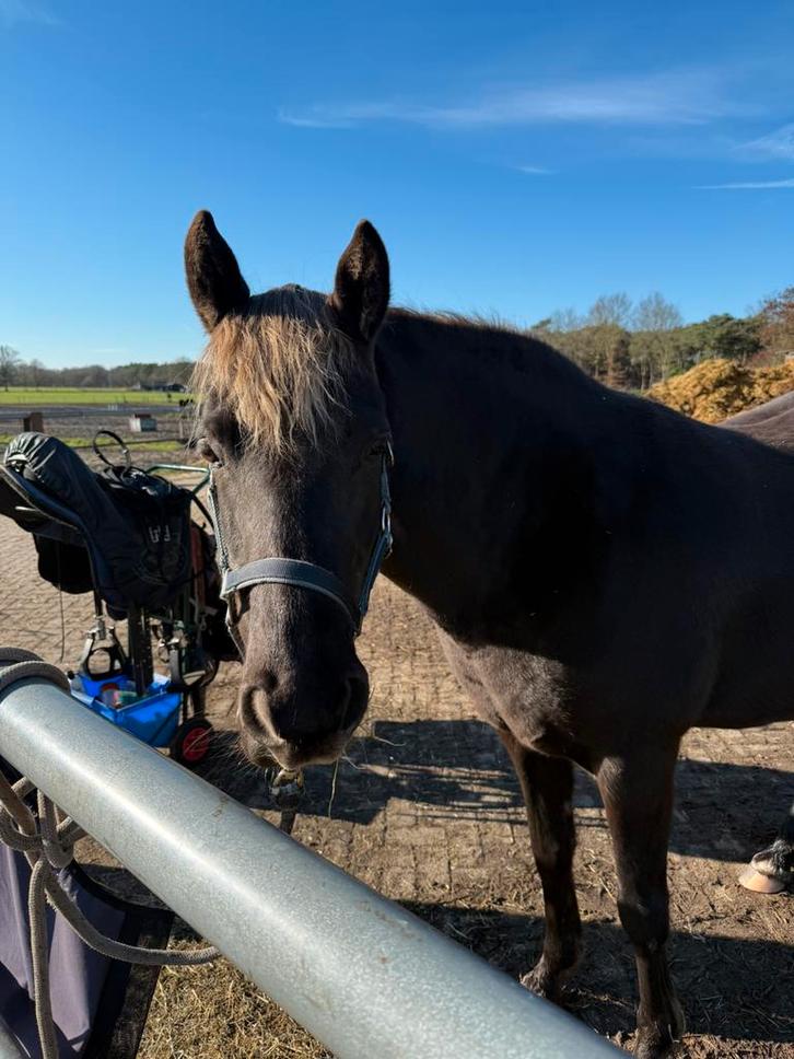 Serieuze bijrijder/mede verzorger/trainer gezocht, Dieren en Toebehoren, Paarden, Merrie, Recreatiepaard